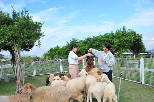 'Điện mặt trời An Hảo'- nơi sắc thái văn hóa cộng hưởng