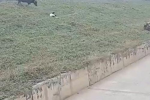 Công an vào cuộc vụ người phụ nữ đi xe máy bị trâu 'điên' húc vỡ gan