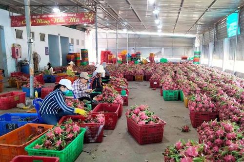 Tăng tính cạnh tranh cho sản phẩm mang chỉ dẫn địa lý