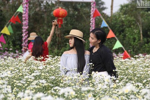 Đà Nẵng: Người dân tham quan miễn phí vườn cúc họa mi trái mùa
