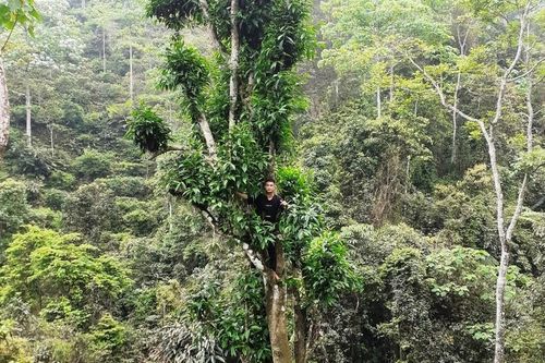 Bảo vệ 'lộc trời' trên đỉnh Tây Côn Lĩnh