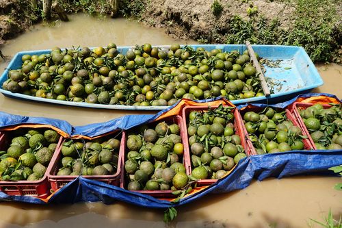 Nông dân Vĩnh Long lo âu vì cam rớt giá thảm