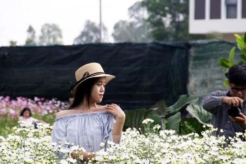 Vườn cúc họa mi trái mùa ở Đà Nẵng thu hút du khách