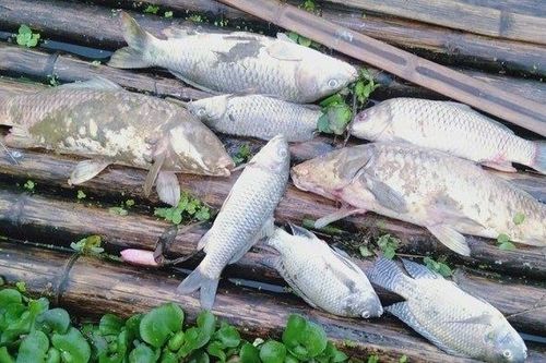 Yêu cầu làm rõ vụ cá chết bất thường trước 15/2