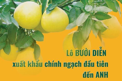Lô bưởi Diễn xuất khẩu chính ngạch đầu tiên đến Anh