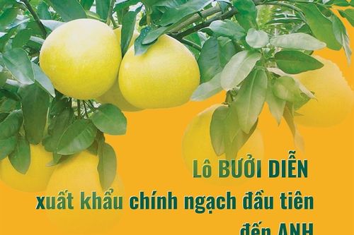 Lô bưởi Diễn xuất khẩu chính ngạch đầu tiên đến Anh