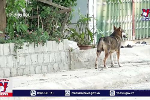 Bệnh viện Bệnh nhiệt đới Trung ương đã tiếp nhận 99 trường hợp bị chó, mèo cắn