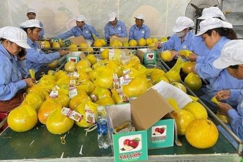 Bưởi Diễn Hòa Bình xuất khẩu chính ngạch đến Vương quốc Anh nhờ UKVFTA