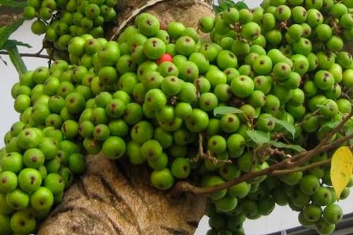 Giá trị dinh dưỡng và tác dụng phòng chống ung thư của quả sung