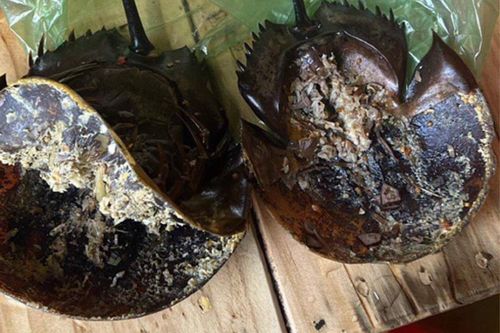 Vụ ngộ độc thực phẩm nghi ăn nhầm so biển: Độc tố vượt ngưỡng an toàn