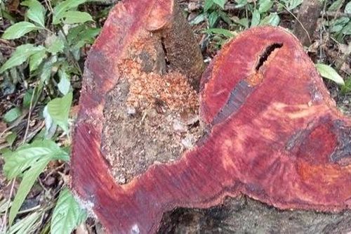 Hàng trăm cây gỗ rừng bị chặt hạ không thương tiếc ở xứ Thanh