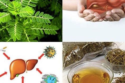 Cây chó đẻ hỗ trợ trị bệnh gan nhiễm mỡ