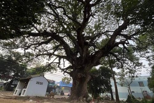 Những câu chuyện ly kỳ về cây dầu hàng trăm năm tuổi tại Trà Vinh