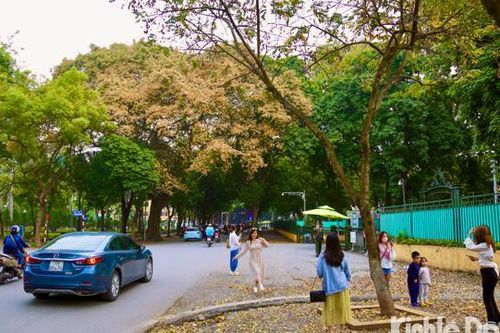 Ngỡ ngàng vẻ đẹp mùa sưa thay lá rụng phủ vàng góc phố Hà Nội