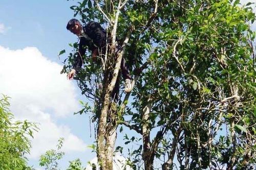Nước ngọc trên đỉnh Phàn Liên San