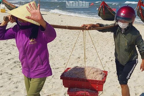 Quảng Bình: Ngư dân vùng biển bãi ngang trúng mùa hải sản