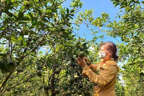 ĐBSCL: Cam sành rớt giá, nhiều nông dân lại chờ 'giải cứu'