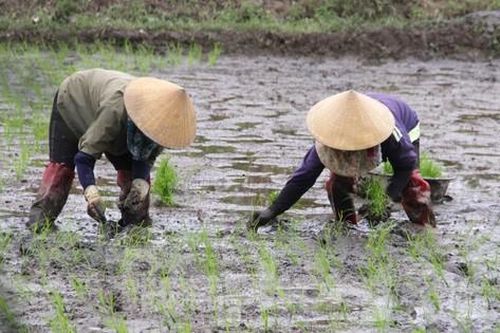 'Bán mặt cho đất bán lưng cho trời' kiếm nửa triệu mỗi ngày