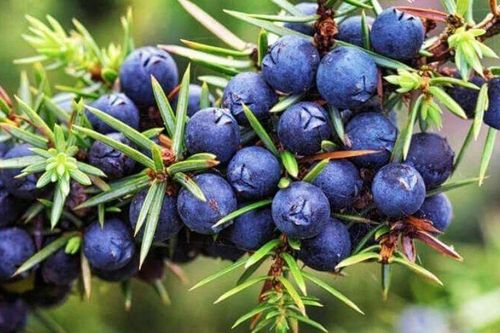 Lợi ích tuyệt vời của quả bách xù
