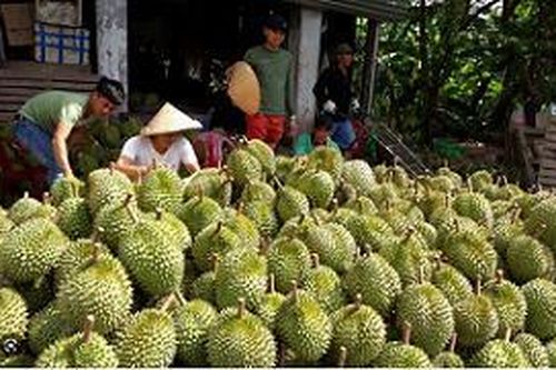 Thương lái tạm ngưng xuất khẩu, giá sầu riêng miền Tây liên tục giảm