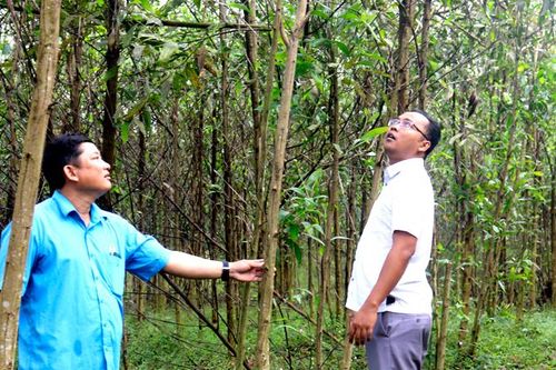 Khánh Vĩnh: Bùng phát bệnh nấm trên cây keo
