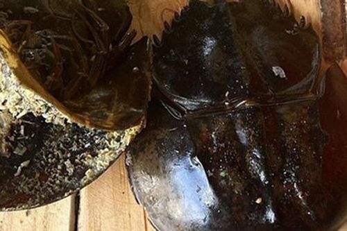Tìm thấy độc tố Tetrodotoxins khiến 3 người ngộ độc nghi ăn nhầm so biển