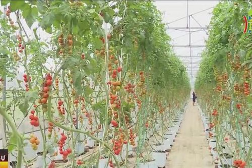 Sóc Sơn có 3 xã hoàn thành xây dựng điểm NTM nâng cao