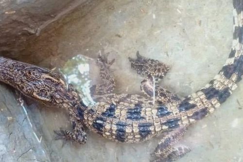 Hoảng hồn phát hiện cá sấu ở mương nước