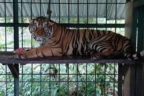 Quảng Bình: Nỗ lực trả hổ về rừng