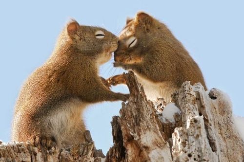 'Tan chảy' với khoảnh khắc 'valentine' lãng mạn của động vật