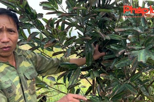 Bảo Thắng (Lào Cai): Lại xuất hiện tình trạng cây táp lá, chết bất thường tại xã Phú Nhuận