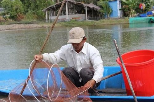 Lý do giá cá kèo bất ngờ tăng mạnh