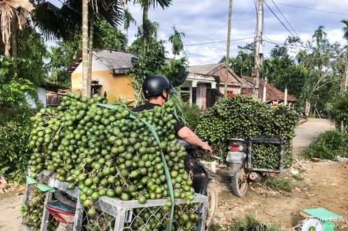 Trung Quốc mở cửa thu mua, cau quả nhích giá