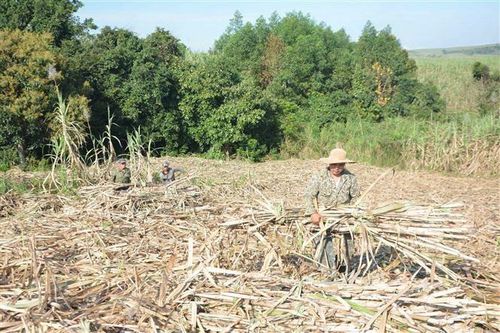 Thời tiết thuận lợi, nông dân Đắk Lắk hối hả thu hoạch mía