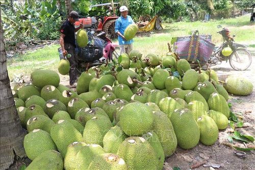 Nông sản chủ lực Đồng Tháp Mười được giá