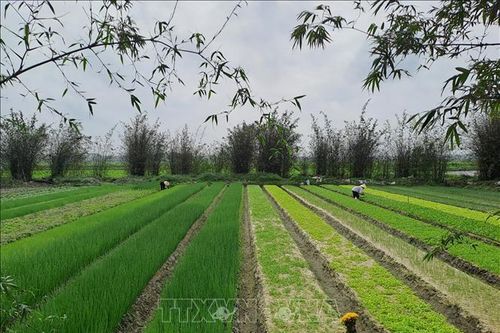 Quảng Bình phát triển mô hình trồng rau hữu cơ
