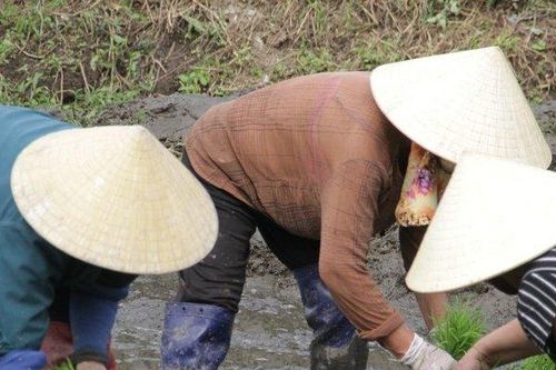 Thợ cấy thời vụ 'còng lưng' kiếm gần nửa triệu đồng/ngày
