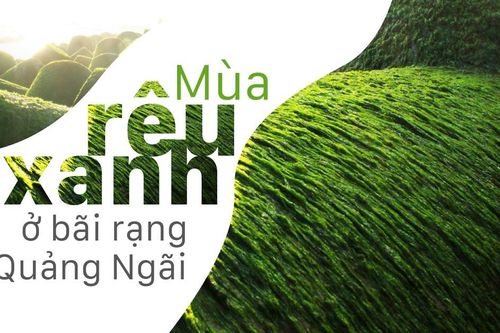 Mùa rêu xanh ở bãi rạng Quảng Ngãi