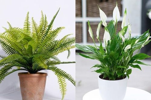 5 loại cây cảnh có khả năng hút ẩm và lọc không khí hiệu quả