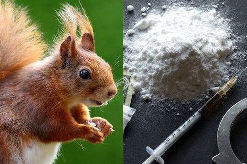 Cảnh sát Trung Quốc huấn luyện sóc để truy tìm ma túy