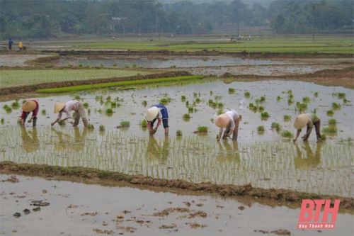 Ngọc Lặc tập trung sản xuất vụ xuân