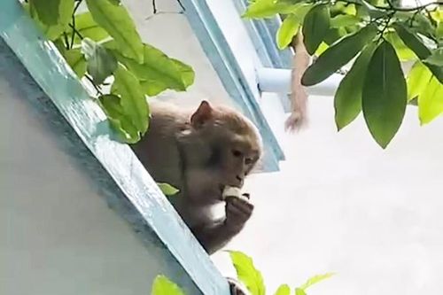Đàn khỉ hoang tìm kiếm thức ăn, phá phách khu dân cư