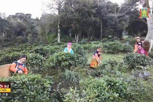 Nỗ lực phát triển thương hiệu chè Shan Tuyết