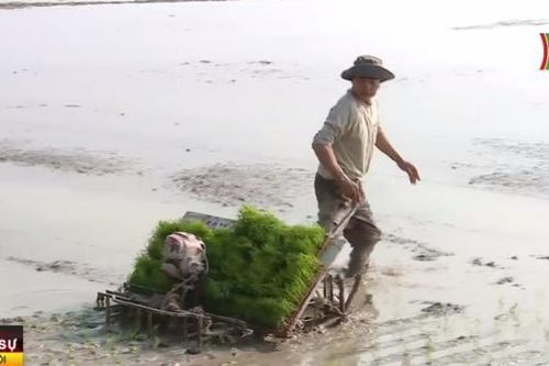 Hà Nội gieo cấy được gần 30.000 ha lúa Xuân