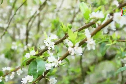 Sắc trắng hoa mận trên cao nguyên Mộc Châu