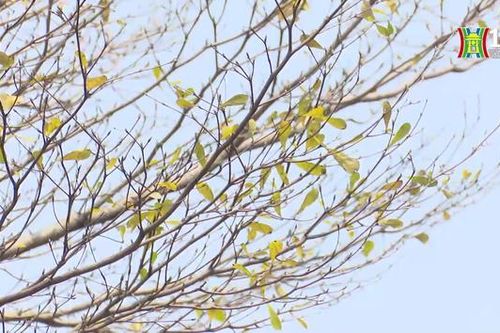 Hà Nội mùa thay lá