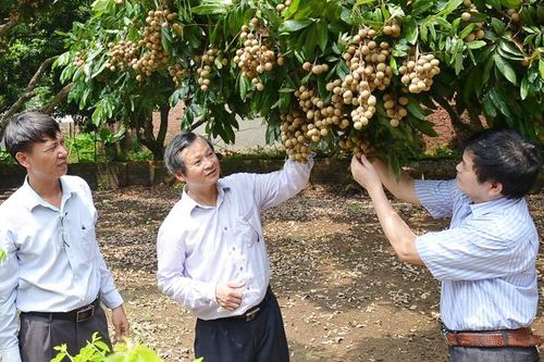Nâng chất lượng các vùng cây ăn quả
