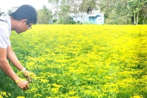 Trồng cây hoa vàng rực lấy hạt ở xứ Công tử Bạc Liêu, một vốn thu mười lời