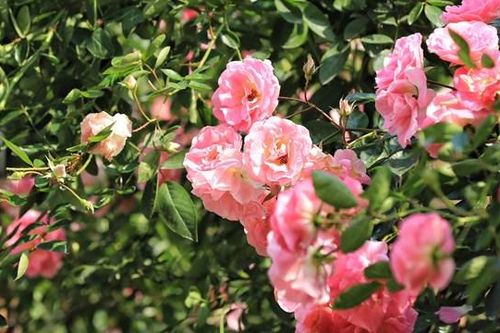 Hà Nội: Ngắm hơn 10.000 cây hoa hồng ngoại đua nhau khoe sắc rực rỡ