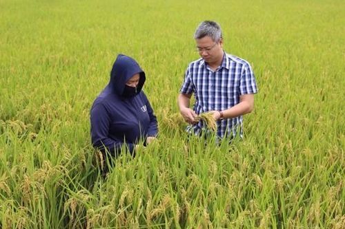 Sản xuất nông nghiệp xanh khó nhân rộng